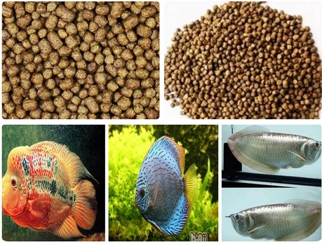 fish food sample fish food sample